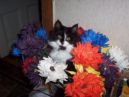 katter